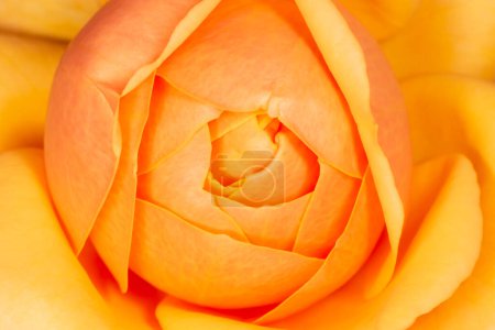 Foto de Primer plano de flor de rosa amarilla oscura - Imagen libre de derechos