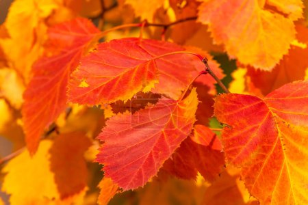 Foto de Primer plano de amarillo con hojas rojas en otoño - Imagen libre de derechos