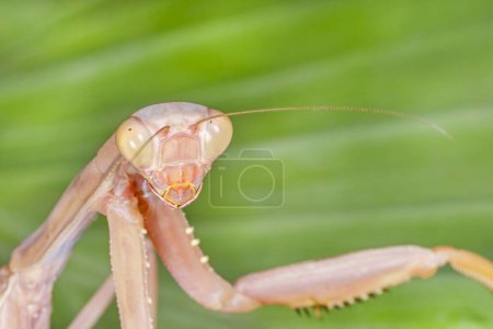 Photo for Close up of praying mantis against green leaf - Royalty Free Image