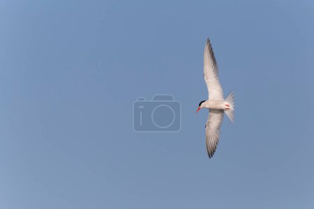 Photo for Close up of tern flying in a clear blue sky - Royalty Free Image