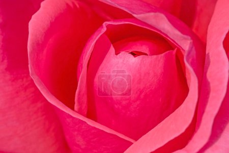Photo for Close up of pink rose flower - Royalty Free Image