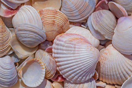 Photo for Close up of colorful seashells on sea coast - Royalty Free Image