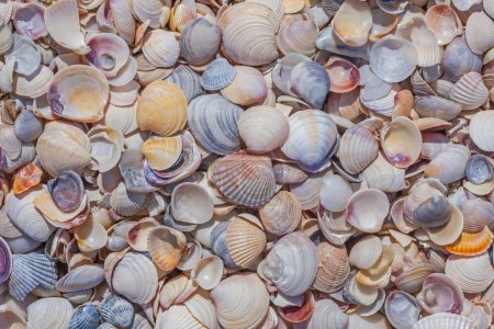 Foto de Montón de conchas marinas de colores en la costa del mar - Imagen libre de derechos