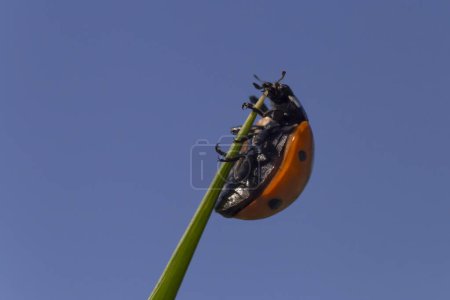 Photo for Close up of ladybug hanging on the top of blade against clear blue sky - Royalty Free Image