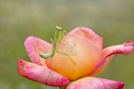 Foto de Primer plano de la mantis religiosa sentado en la hermosa rosa en el jardín - Imagen libre de derechos