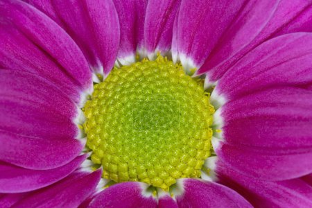 Foto de Primer plano de flor de crisantemo púrpura - Imagen libre de derechos