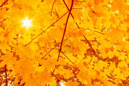 Téléchargez les photos : Soleil parmi les feuilles jaunes de l'érable à l'automne - en image libre de droit