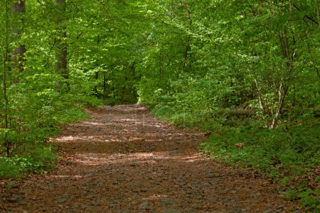 Téléchargez les photos : Vue sur le sentier en forêt de feuillus au printemps - en image libre de droit