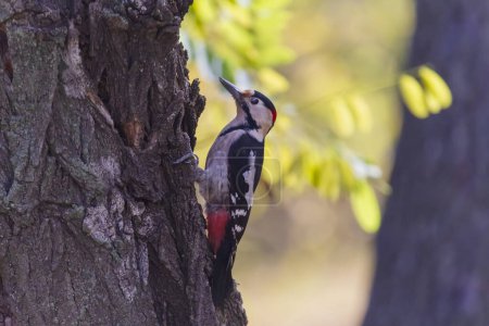 Foto de Primer plano del pájaro carpintero sentado en el tronco de la acacia - Imagen libre de derechos