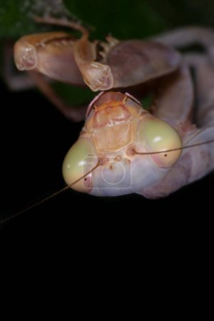 Foto de Primer plano de la cabeza de la mantis religiosa colgando boca abajo en la planta contra el fondo negro - Imagen libre de derechos