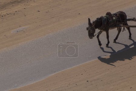 Foto de Vista sobre burro tirando de algún vehículo por una carretera en El Cairo - Imagen libre de derechos