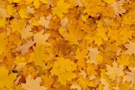 Foto de Abstracto telón de fondo otoñal: montón de hojas de arce seco en el suelo en otoño - Imagen libre de derechos