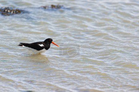 Photo for Oyster catcher in sea at Dutch island Terschelling - Royalty Free Image