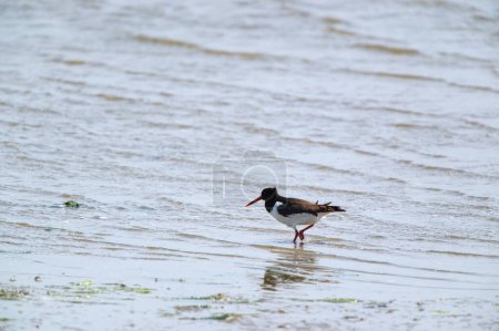 Photo for Oyster catcher in sea at Dutch island Terschelling - Royalty Free Image