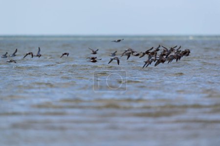 Photo for Little stints flying in the air - Royalty Free Image