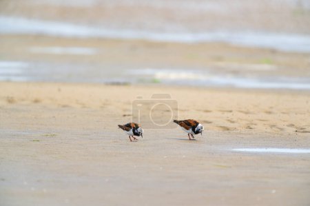Photo for Little stints and sandpipers standing in the sea - Royalty Free Image