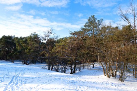 Photo for Winter landscape Drents-Friese wold in the Netherlands with snow - Royalty Free Image