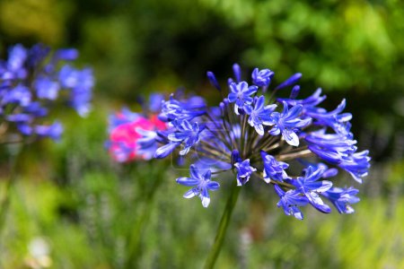 Foto de Flor azul agapantus en el sol - Imagen libre de derechos