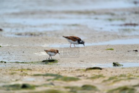 Photo for Little stints and sandpipers standing in the sea - Royalty Free Image