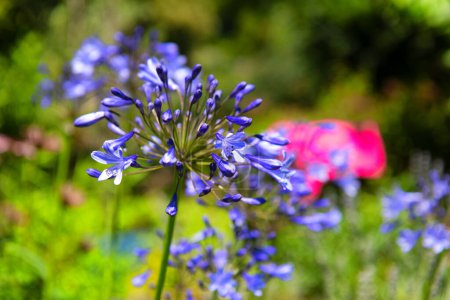 Foto de Flor azul agapantus en el sol - Imagen libre de derechos