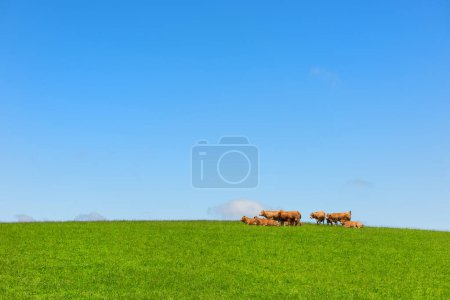Téléchargez les photos : Bovins Limousin vaches sur une colline verte - en image libre de droit