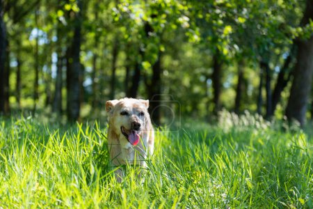 Téléchargez les photos : Vieux chien brun dans l'herbe naturelle - en image libre de droit