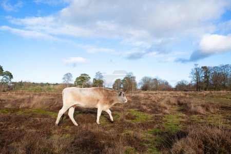 Photo for Grazing cows in Dutch Leersummer veld - Royalty Free Image