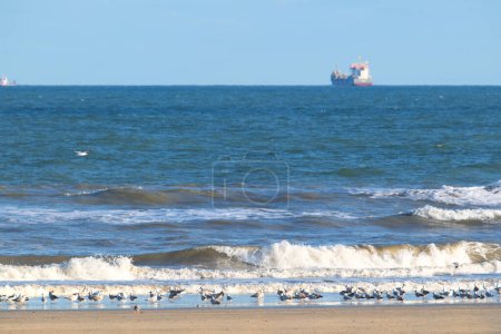 Dutch beach at the North sea with many seagulls