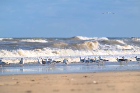 Holländischer Strand an der Nordsee mit vielen Möwen
