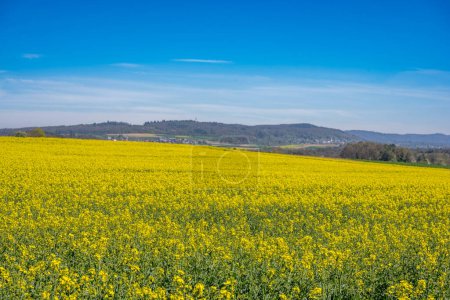 Landscape with yellow rapeseed field