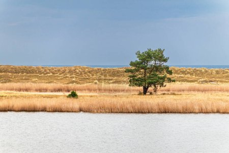 Photo for Tree in the reeds on shore of the Baltic Sea near Prerow, Germany. - Royalty Free Image