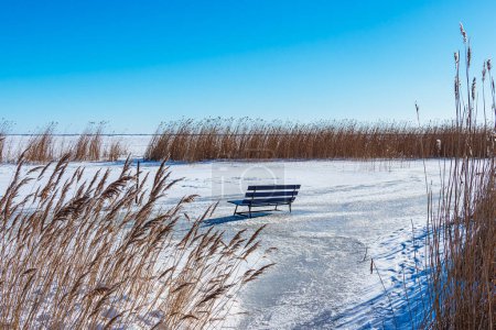 Photo for Reeds and bench on the Bodden coast in Althagen, Germany. - Royalty Free Image