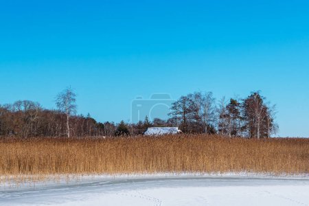 Photo for Reeds and trees on the Bodden coast in Wieck, Germany. - Royalty Free Image