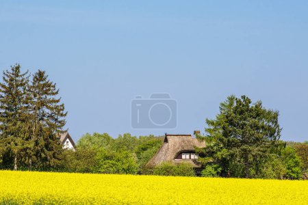 Canola field with trees, house and blue sky near Parkentin, Germany.