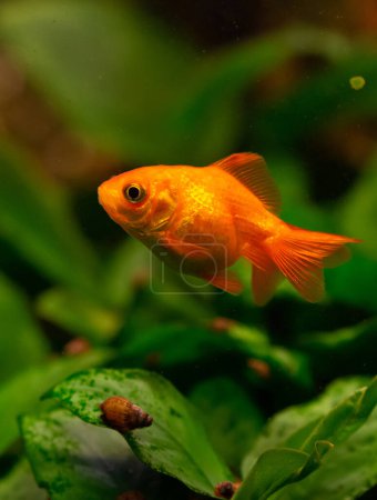 Schöner roter Schwimmgoldwunsch im heimischen Aquarium
