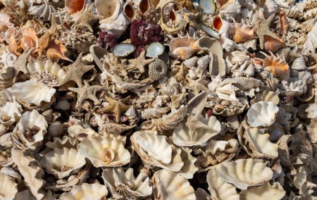 Foto de Fondo creado por muchas conchas marinas diferentes - Imagen libre de derechos
