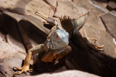 Retrato de iguana verde en el zoológico de Kiev
