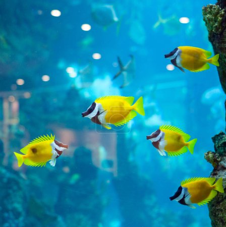 several foxface fish in blue water of aquarium