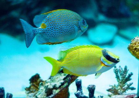 Masked Rabbitfish - Siganus puellus and golden rabbitfish in blue water of aquarium