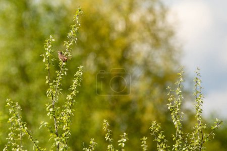 La garganta azul (Luscinia svecica) - un pequeño pájaro paseriforme en una rama de árbol