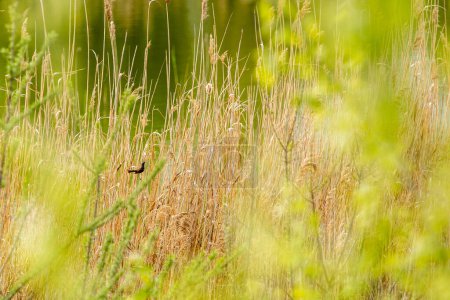 Pequeña garganta azul (Luscinia svecica) - un pequeño pájaro paseriforme en el tallo de la caña