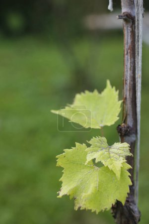 Photo for Grapes young leaf. vertical photo - Royalty Free Image