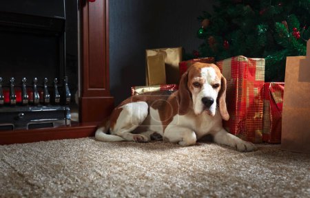 Foto de Beagle en la alfombra con regalos de Navidad cerca de la chimenea y el árbol de Navidad. - Imagen libre de derechos