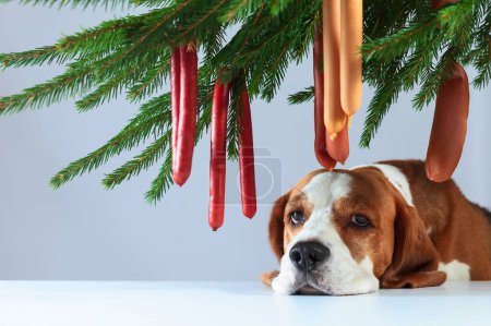 Photo for Lonely beagle and Christmas tree with sausages. When the owner is not present at home, sausage is not pleasant even. - Royalty Free Image