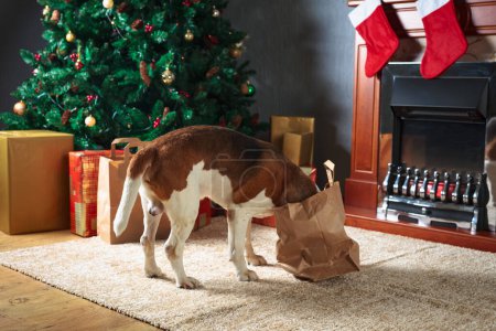 Téléchargez les photos : Le chien mignon vérifie les cadeaux de Noël. Beagle sur le tapis avec des cadeaux de Noël près de la cheminée et l'arbre de Noël. - en image libre de droit