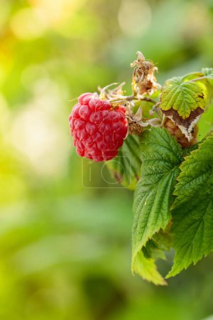 Téléchargez les photos : Close-up of ripe red raspberry on the branch in the garden. Copy space. - en image libre de droit