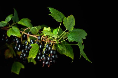 Téléchargez les photos : Black currant with leaves on a black background. - en image libre de droit