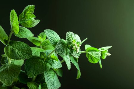 Photo for Fresh green mint on a dark green background. Copy space. - Royalty Free Image