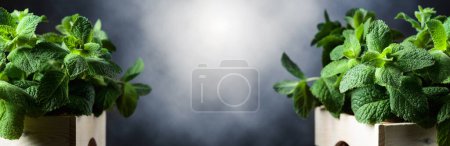 Photo for Fresh mint in a white wooden box on a background of cloudy sky. Copy space. - Royalty Free Image