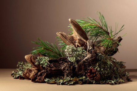 Photo for Abstract north nature scene with a composition of lichen, pine branches, and dry snags. Beige background for cosmetics, beauty product branding, identity, and packaging. Copy space. - Royalty Free Image